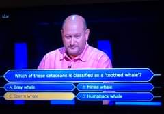 Image may contain: 1 person, text that says "itv Which of these cetaceans is classified as a 'toothed whale'? Gray whale Sperm whale B: Minke whale :Humpback whale"