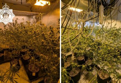 Arrest after cannabis grow discovered in Telford