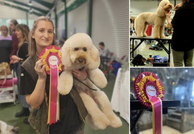 [Ad] K9 Anytime | Higford Head Groomer Abbie (and Freddie!) brings home another National Champion level prize 🏆 🐾 ✂